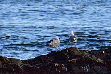 冬の海のカモメの後ろ姿