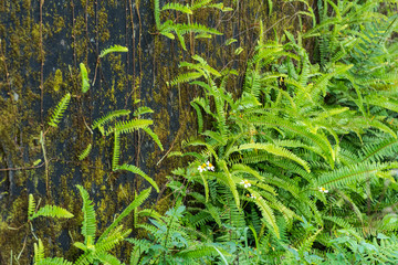 Obraz na płótnie Canvas Green ferns and moss cover on old wall
