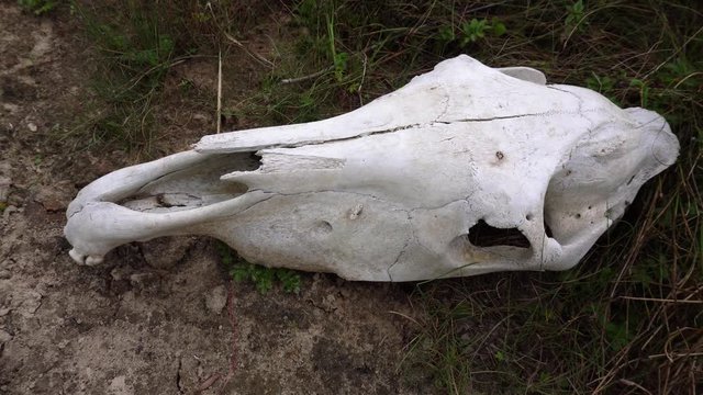 A big white skull of a dead horse is laying upside down on the grond. The green grass is swaying in the strong wind. Close-up.