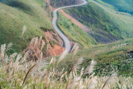 Reed grass fields with mountain on background