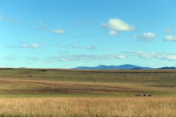 Obraz premium Russia.Western Siberia. Forage harvesting in the foothills of the Altai mountains