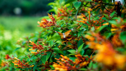 Orange butterfly