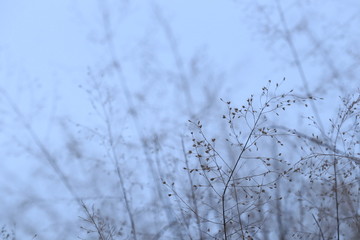 snow covered tree branches