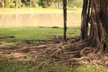 tree in the forest