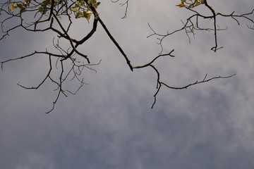 tree in the sky