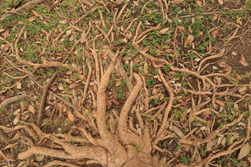 grass in the forest