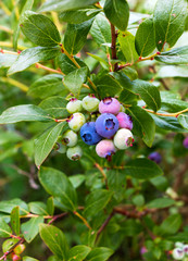 Sweet and tasty blueberries on the bush