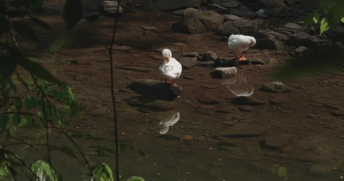 Snow Geese sunning and cleaning themselves at the Wissahickon Creek