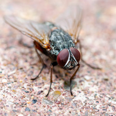 Diptera Meat Fly Insect On Stone Wall