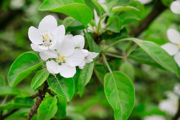 Apple blossom in the garden