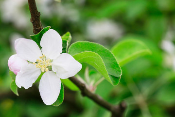 Apple blossom in the garden