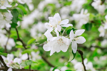 Apple blossom in the garden