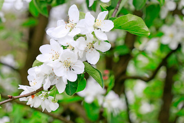 Apple blossom in the garden