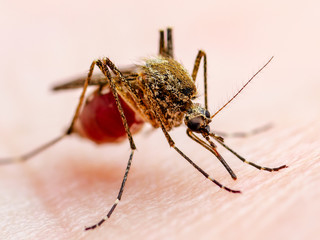 Dangerous Zika Infected Mosquito Skin Bite. Leishmaniasis, Encephalitis, Yellow Fever, Dengue, Malaria Disease, Mayaro or Zika Virus Infectious Culex Mosquito Parasite Insect Macro.