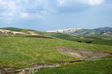 Naklejka premium Northern Morocco, springtime wildflowers in the green fields