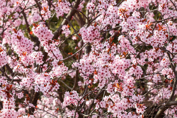 Blooming branch of cherry tree