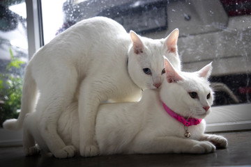 White cats are breeding in the room. © Aino Minako