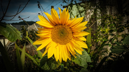 sunflower in field of sunflowers