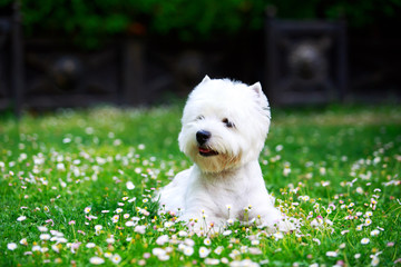 West Highland Terrier