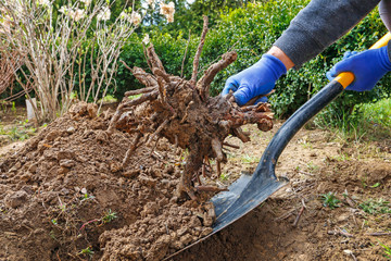 Gardener at work: How to remove old roots from the ground