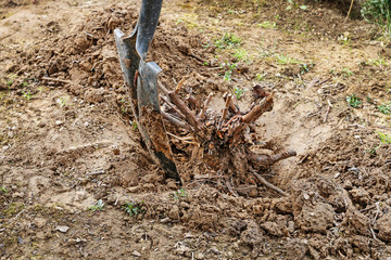 Gardener at work: How to remove old roots from the ground