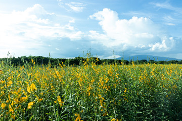 Yellow flowers on a blue sky background.