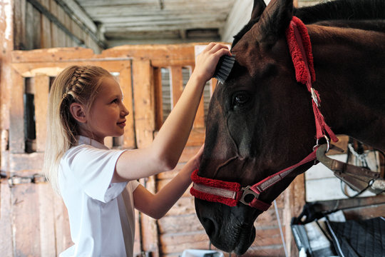 A teenage girl rider washes and brushes a horse in stable.