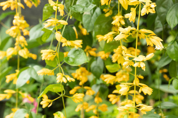 Yellow flowers in the garden background.