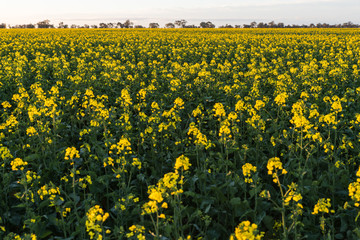 Australian Canola Oil Fields. Farming Agricultural Landscape in Rural Countryside in Remote Victoria.