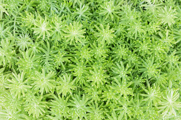 Green flower surface background.
