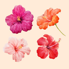 Watercolor hibiscus illustrations vector set - obrazy, fototapety, plakaty