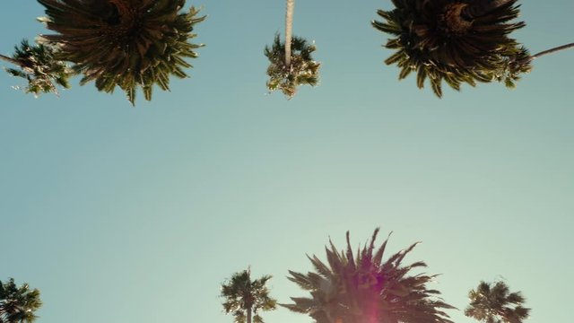 Driving under Beverly Hills Palm Trees With Sun Beam, California. Slow motion, vintage colors
