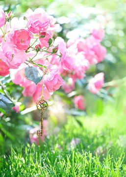 Vintage gold key and beautiful roses. flowering abstract background. key and pink flowers. secret garden, blossom season. gentle romantic scene. shallow depth, soft selective focus