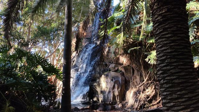 Low angle shot of waterfall surrounded by palm trees, Toowoomba Queensland