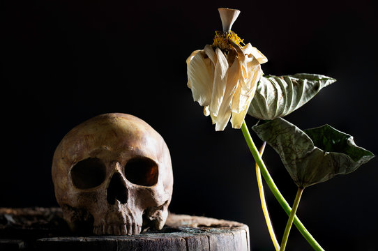 Still life of Withered white royal lotus with skull on old wooden and dark background