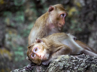 Monkeys are resting in the natural forest.