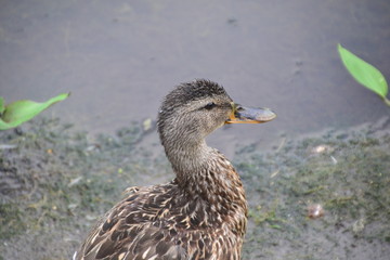 Female Mallard Duck