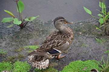 Female Mallard Duck