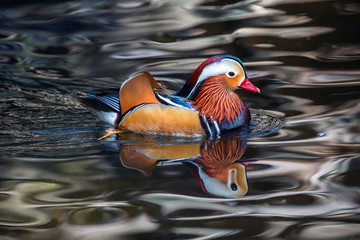 Mandarin ducks are resting in the swamps.