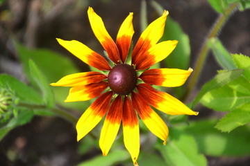 Black-Eyed Susan