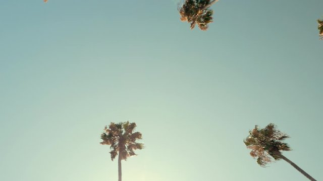 Close up Low Angle Shot Of Beverly Hills Tall Palms In California. Slow motion