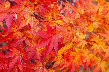 Naklejka na ściany i meble Red Yellow autumn maple leaves close up detail background