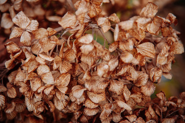 Dry limp Hydrengea flower petal details