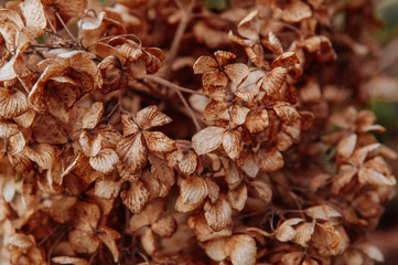 Dry limp Hydrengea flower petal details