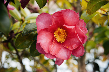 Pink Japanese Camellia flower close up shot