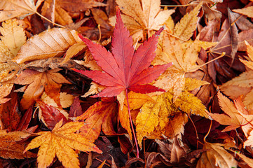 Red Yellow autumn maple leaves on ground close up detail background