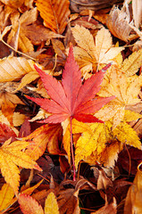 Red Yellow autumn maple leaves on ground close up detail background
