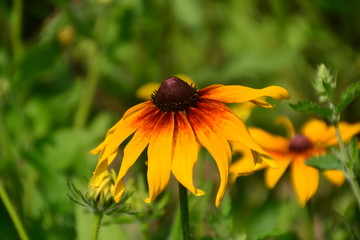 Black-Eyed Susan