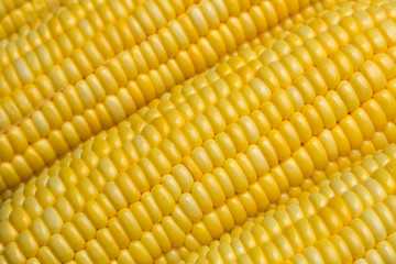 Fresh pattern of rows of fresh corn seeds.