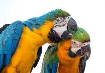 Macaw Couple Parrot on White Background.